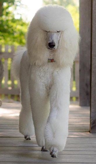 5 Standard Poodle Long Hair In 2020 Poodle Puppy Cute Dogs Poodle Dog