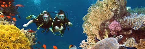 Cozumel Diving Guide The Best Reefs Dive Resorts And More