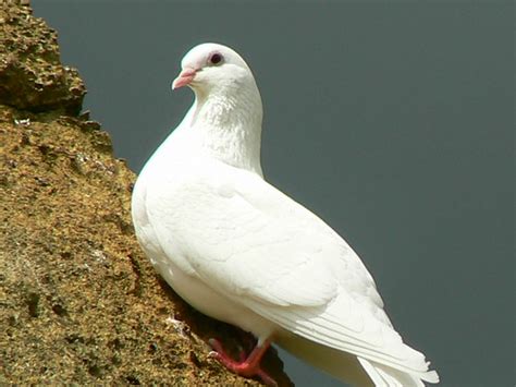 White Dove Dougwoods Flickr