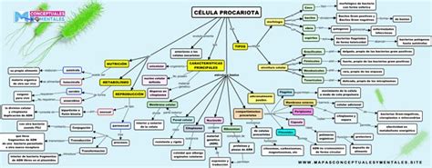 Mapa Conceptual De La C Lula Tipos Partes Y Funciones Mapa