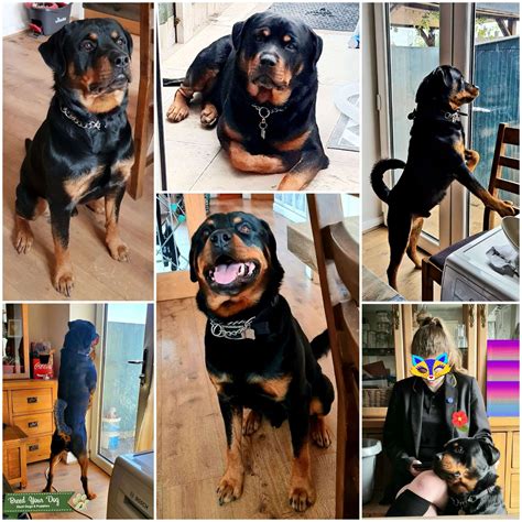 Rottweiler Stud Stud Dog In Wigan United States Breed Your Dog