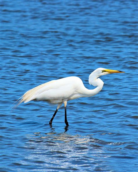 Egret In Our Coastal Waters Bird Species Bird Species