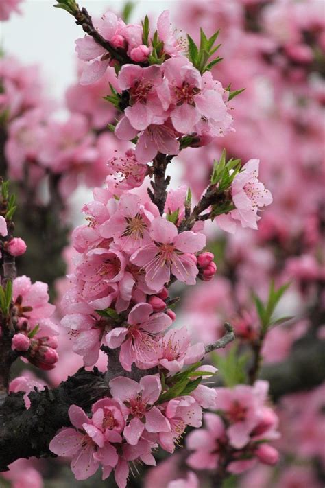 Peach Blossoms Blossom Trees Beautiful Flowers Blooming Trees
