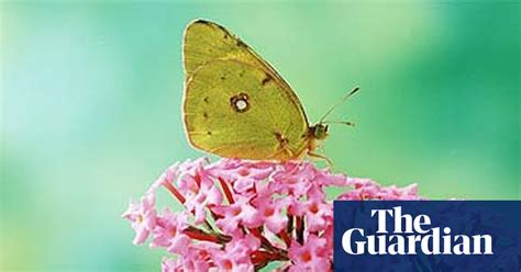 The Decline Of The Butterfly Biodiversity The Guardian