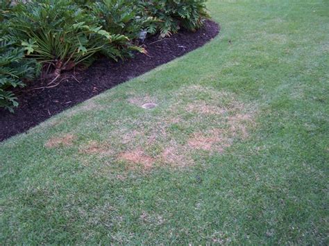 I want to put in a patio. Empire Zoysia issue just cropped up | LawnSite™ is the largest and most active online forum ...