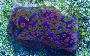 Buy Rainbow Montipora Coral Online and On Sale at www.reefhotspot.com 