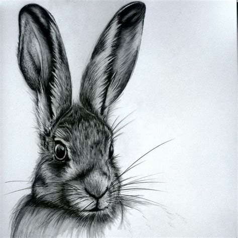 Image Result For Hare Pencil Drawing Pencil Drawings Of Animals