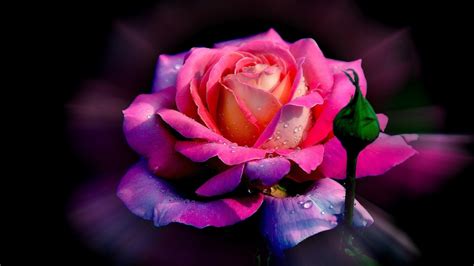 Dark Pink Rose With Water Drops Hd Flowers Wallpapers Hd Wallpapers