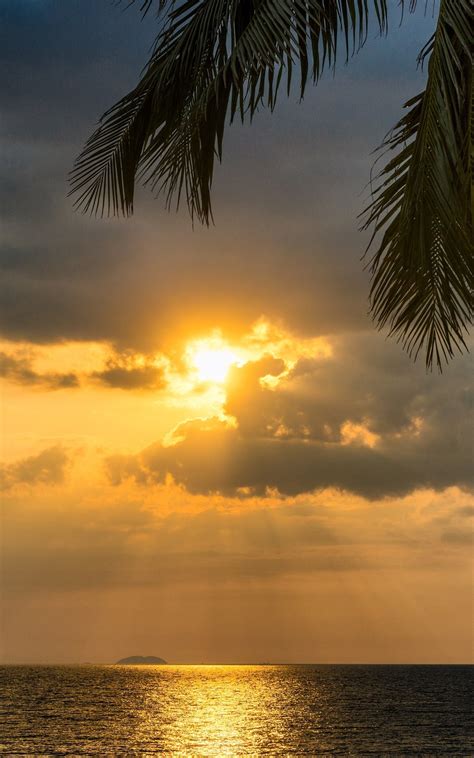 800x1280 Tropical Palm Tree Beside Sunset Ocean 5k Nexus 7samsung