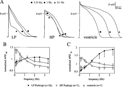 Frequency Dependency Of Action Potential Duration A Examples Of Download Scientific Diagram