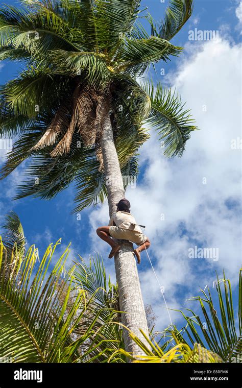 Man Climbing Coconut Palm Tree Cocos Nucifera Stock Photo Alamy 877