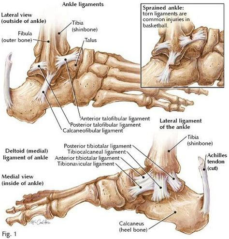 Pictures Of Ankle Joint Ligaments
