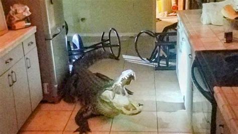 Florida Alligator Enters House Through Window Archyde