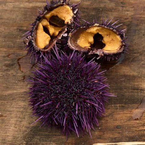 12 Live Purple Hotchi Purple Sea Urchin The Cultured Abalone Farm