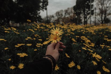 Person Holding Yellow Daisy Flowers Photo Free Flower
