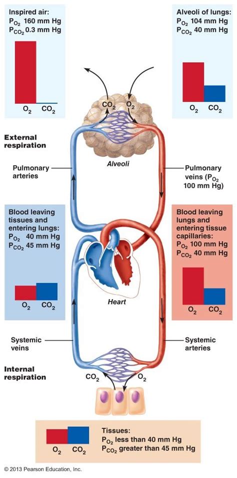 Pin on Anatomy & Physiology