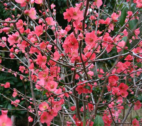Victoria Gardens Flowering Hedge 20 Off Flowering Quince Chaenomeles