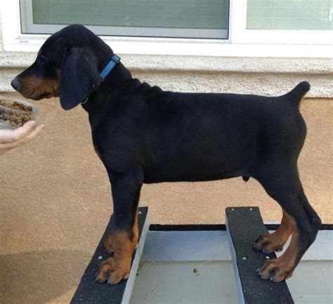 Find european doberman in dogs & puppies for rehoming | find dogs and puppies locally for sale or adoption in canada : AKC European Doberman Pinscher puppies for Sale in ...