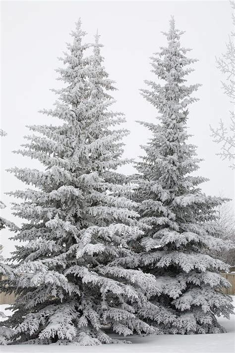 Snow Covered Evergreen Trees By Lessie Snow Covered Trees I Love Snow Winter Snow