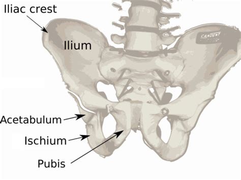 Difference Between Ilium And Ileum Compare The Difference Between