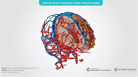Human Brain Vasculature With Internal Structures D Model By The
