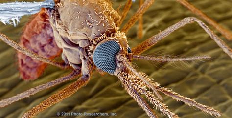 Vanderbilt Biologists Contribute To Major Genetic Study Of Malaria