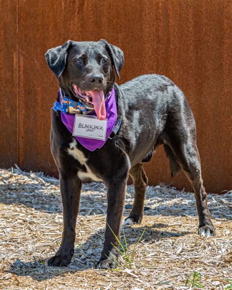 Adopt Blackjack On Petfinder Big Cat Rescue Dog Adoption Labrador