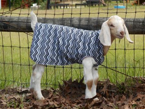 Custom Waterproof Goat Sweater Coat Jacket Fleece Lined Warm And Cozy ~free U S Shipping