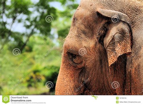 Elephant Head Stock Image Image Of Forests Grassland 19736155