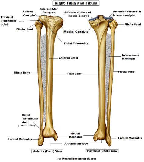 Leg Bones Diagram Leg Anatomy Master Leg And Knee Anatomy Using Our