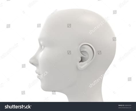 3d Woman Head Anatomy Study Side View Stock Photo