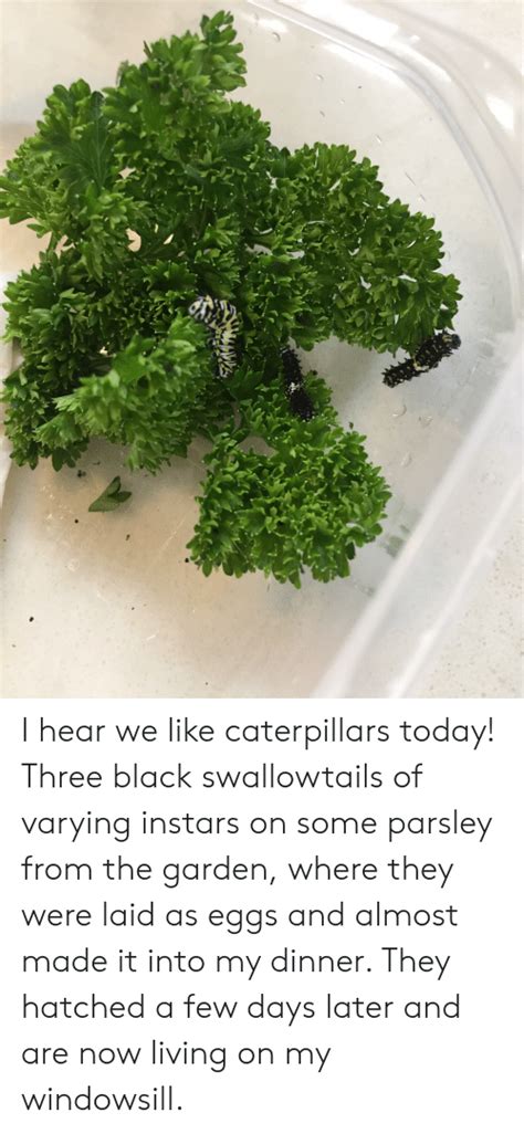 I Hear We Like Caterpillars Today Three Black Swallowtails Of Varying