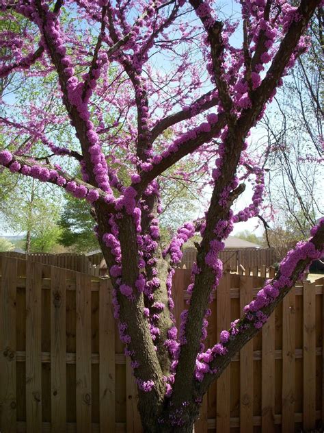 This Unusual Redbud Tree Comes From Texas