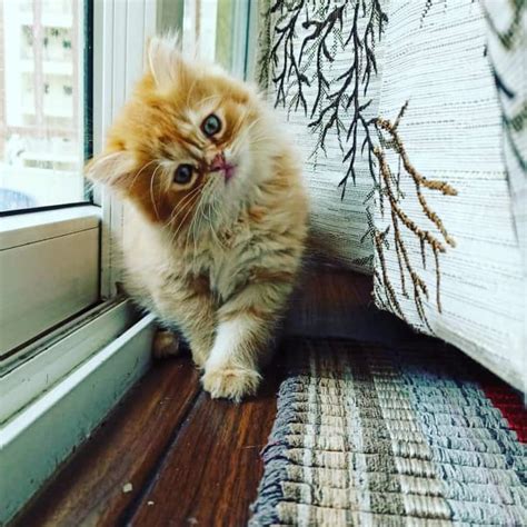 Teacup persian and kittens extremely popular among cat fanciers, and it's no wonder why! Persian Cat for Sale | Persian Cat Shop Near Me | mummycat
