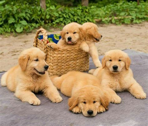 The golden retriever, an exuberant scottish gundog of great beauty, stands among america's most popular dog breeds. Pin by The Pursuit of L on Animais fofos | Cute dogs ...