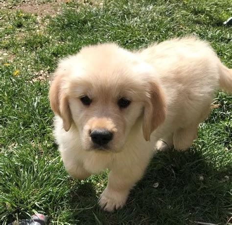 2.7 country view golden retrievers/goldendoodles. Golden Retriever Puppy for Sale - Adoption, Rescue ...