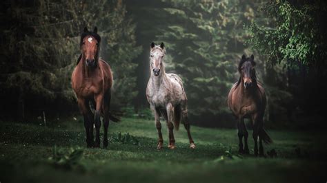 Download Wallpaper 1366x768 Horses Animals Herd Run Portrait