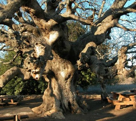 27 Most Amazing Trees In The World Famous Trees In The World