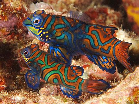 Mandarin Fish One Of The Most Colourful Fish In The World