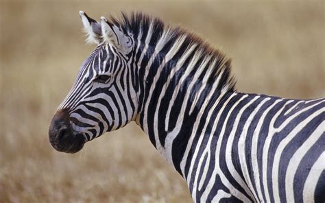 Zebra Wallpapers Images Photos Pictures Backgrounds