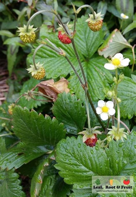Alpine Strawberry Ground Cover Leaf Root And Fruit Gardening Services