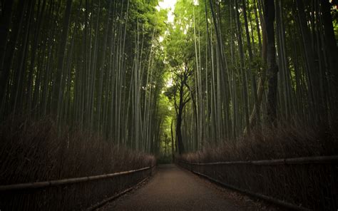 Arashiyama Bamboo Grove Kyoto Japan Fubiz Media