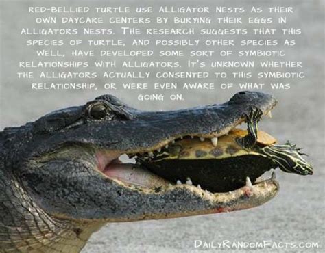 Not only animals are cute, but they're also quite interesting. 20 Awesome animal facts you might not know | Amazing Creatures
