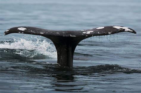 Its Whale Watch Week On Oregon Coast The Spokesman Review