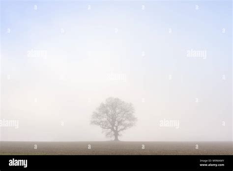 A Lone Oak Tree Standing In The Middle Of A Field Isolated Against The