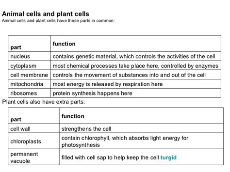 The vacuoles contain cell sap, which is a solution of sugars, amino acids, mineral salts, waste chemical and anthocyanin pigments. List Of Animal Cell Organelles And Their Functions Pdf