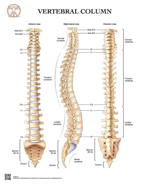 Body Scientific Incorporated Anatomy Of The Vertebral Column