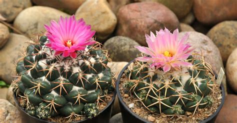 Buy succulents online, succulents sale, cactus succulents, succulents sale online, succulent plants sale online, where buy succulents online, cheap succulents online, buying succulents online, order succulents online, buy central arizona cactus society. How to Grow and Care for Coryphantha | World of Succulents