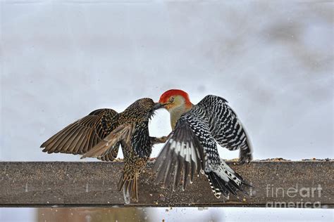 Red Bellied Woodpecker Giving A Starling A Hard Peck Photograph By Dan Friend Fine Art America