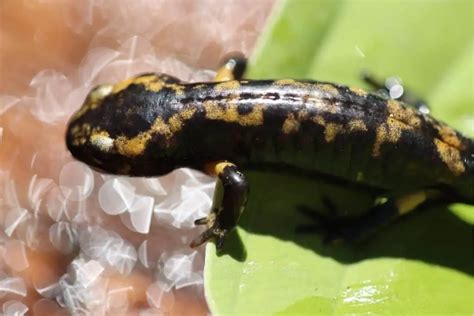 13 Types Of Salamanders In Georgia Pictures The Critter Hideout